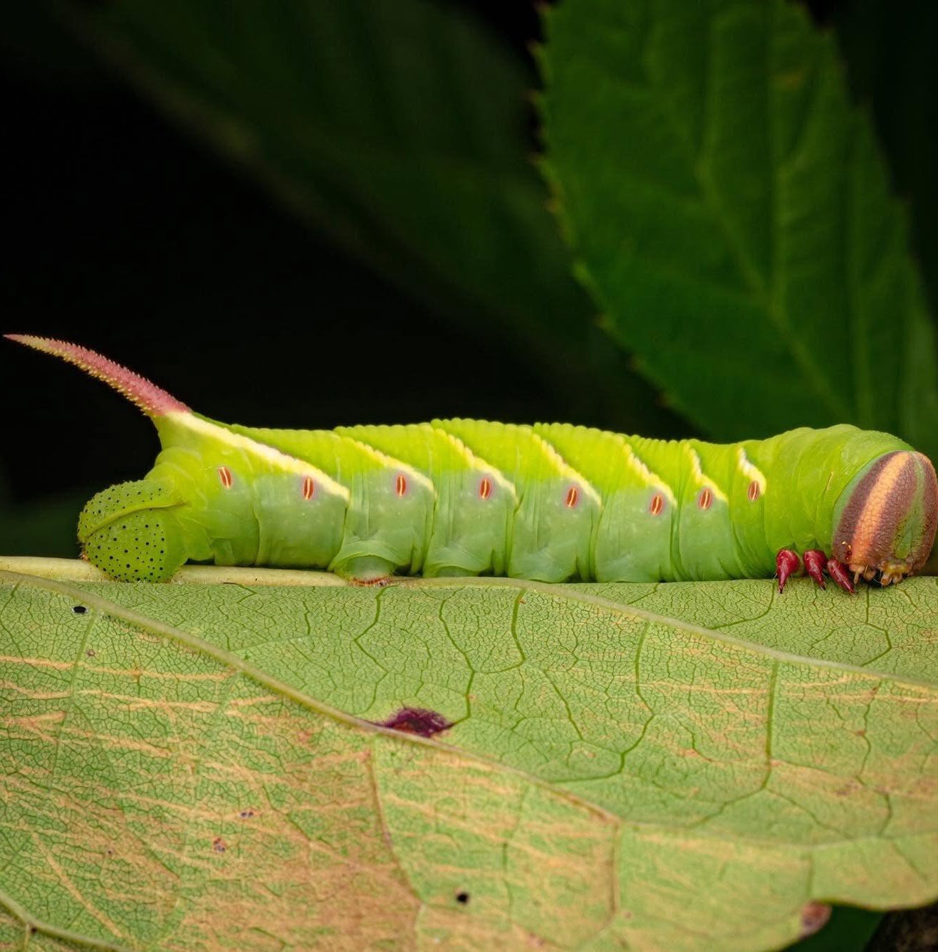 Gardening Waved-Sphinx-Moth-Caterpillar Black and Yellow Caterpillars (With Pictures) – Identification Guide