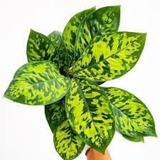 Gardening White-Rain-Homalomena-Homalomena-wallisii-White-Rain Fantastic Foliage: Exploring Homalomena Varieties
