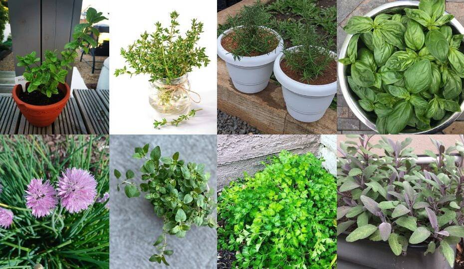 Windowsill Wonders Best Herbs for Indoor Growing
