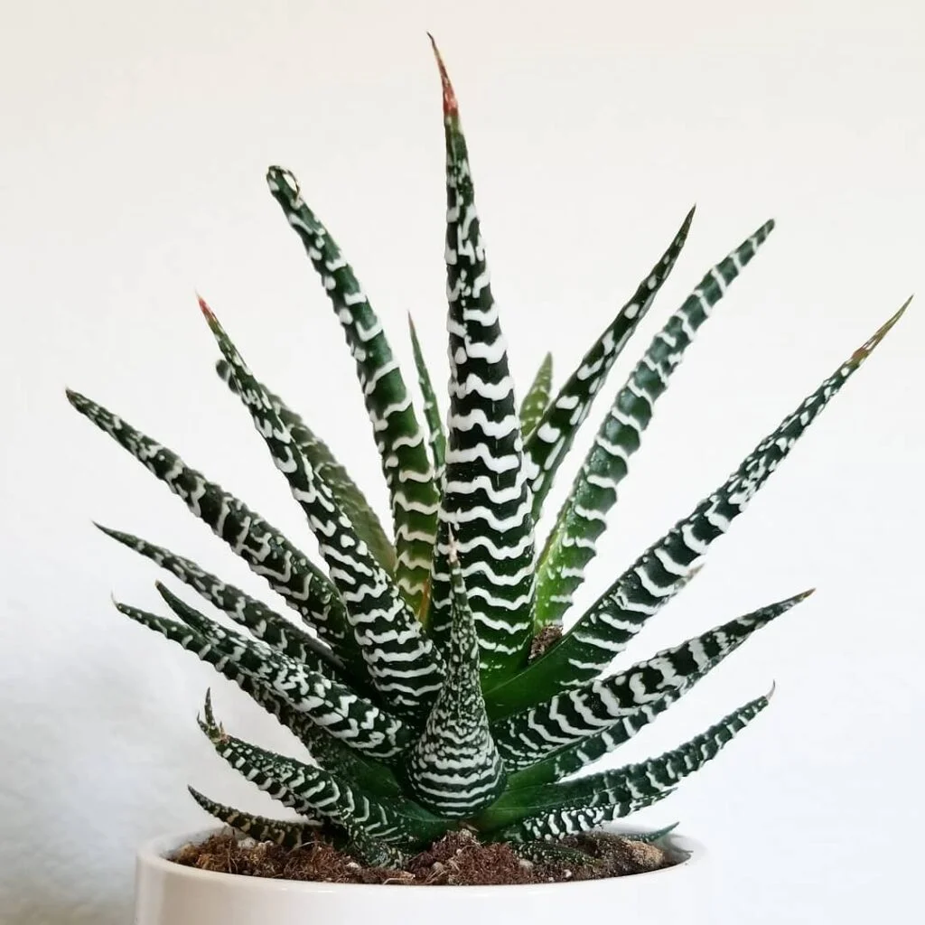 Gardening Zebra-Haworthia-Haworthiopsis-attenuata-2-1-1024x1024 30 Indoor Plants That Like Direct Sunlight