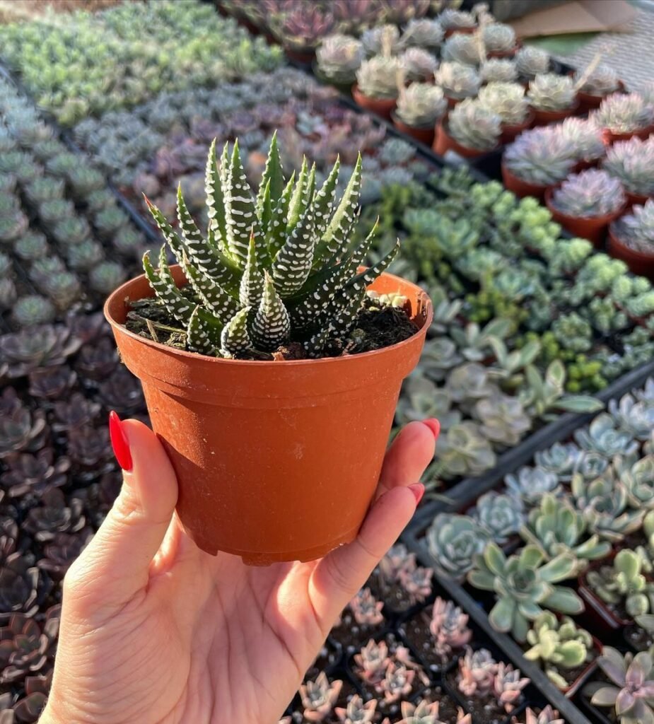 Gardening Zebra-Plant-Haworthia-attenuata-925x1024 20 Low Light Succulents For Indoor Spaces