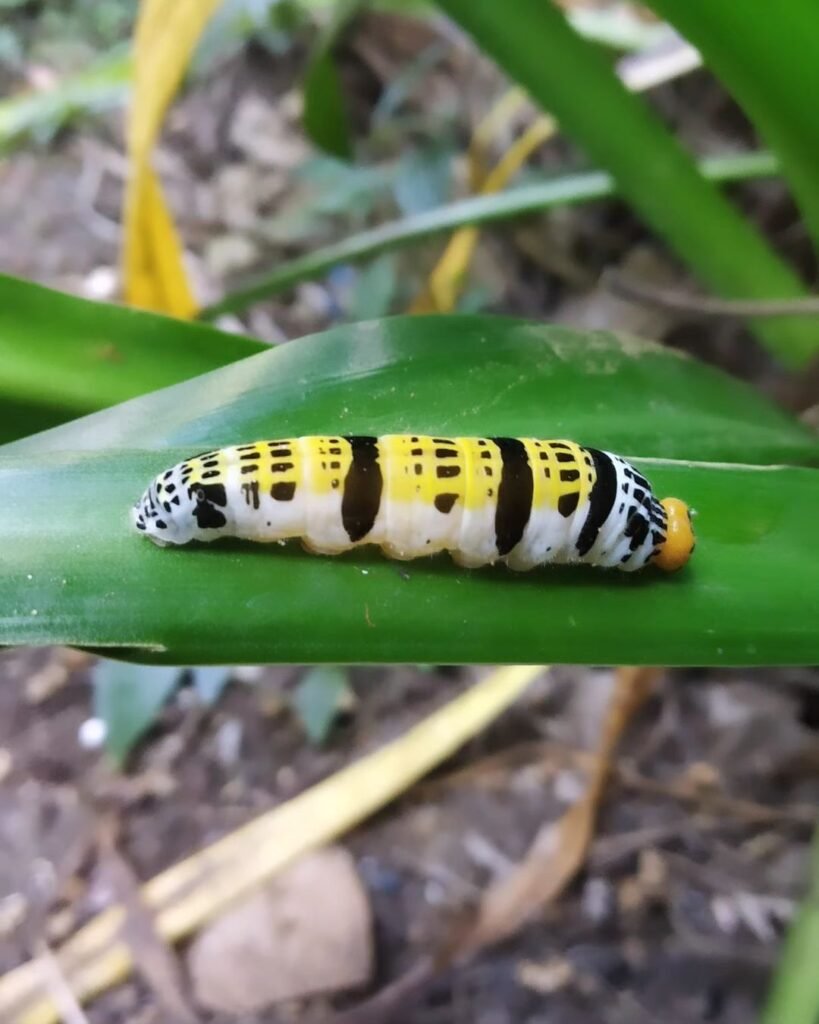 Gardening caterpillar-819x1024 Black and Yellow Caterpillars (With Pictures) – Identification Guide