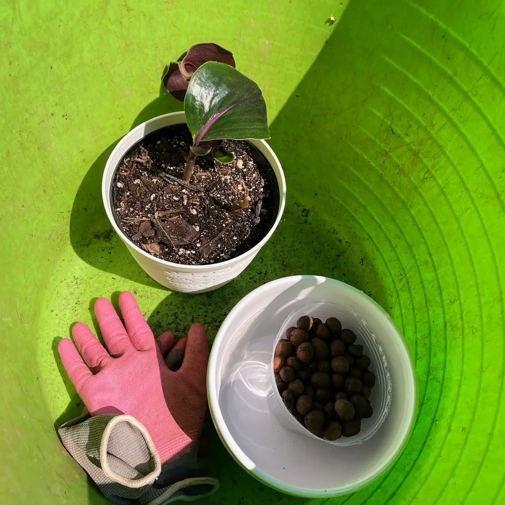 Gardening geogenanthus-ciliatus-Fertilizer Geogenanthus Ciliatus: How to Care for the Fuzzy Lip Plant