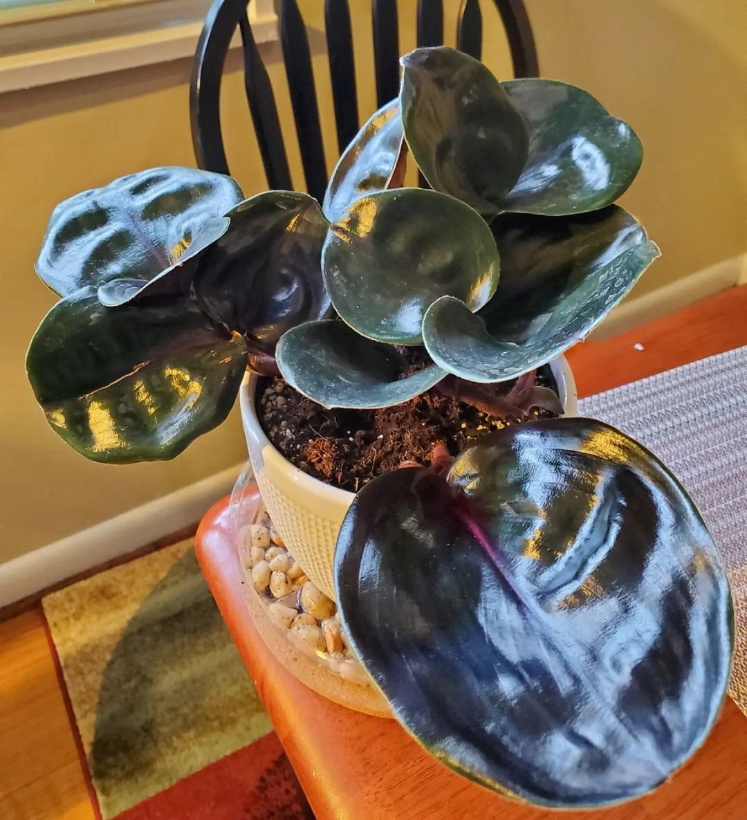 Gardening geogenanthus-ciliatus-care Geogenanthus Ciliatus: How to Care for the Fuzzy Lip Plant