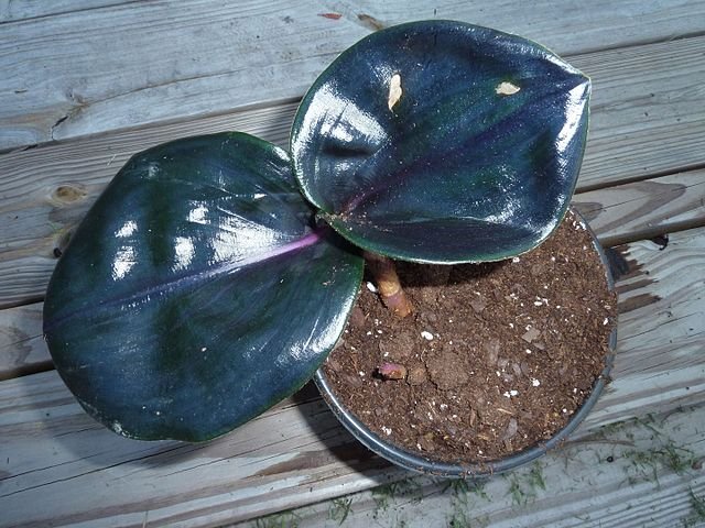 Gardening geogenanthus-ciliatus-soil Geogenanthus Ciliatus: How to Care for the Fuzzy Lip Plant