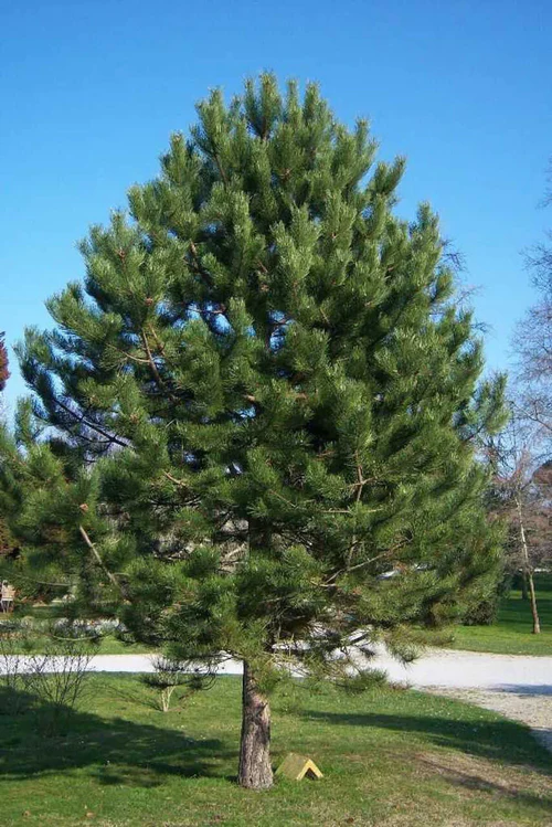 shortleaf-pine-tn-nursery-1 Towering Evergreens in a Hurry : 9 Trees That Grow Like Crazy