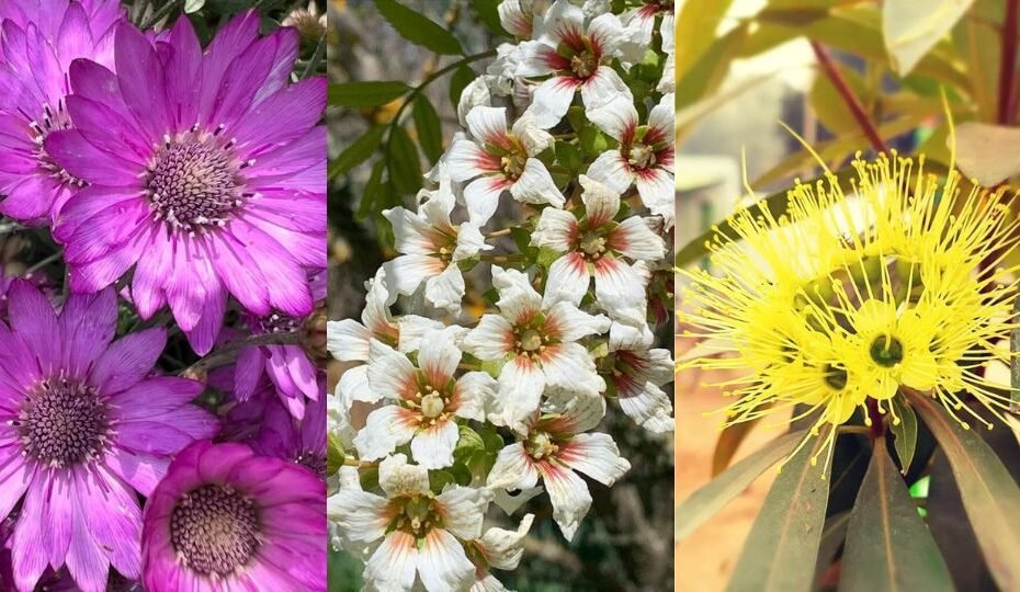 12 Stunning flowers that start with X | 'X' Blooms to Grow in Your Garden