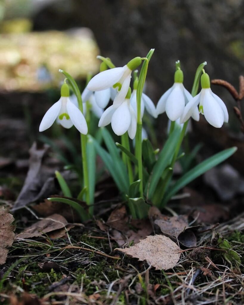 12.-Snowdrop-819x1024 12 White Flowers That Add Bold Beauty to Any Garden