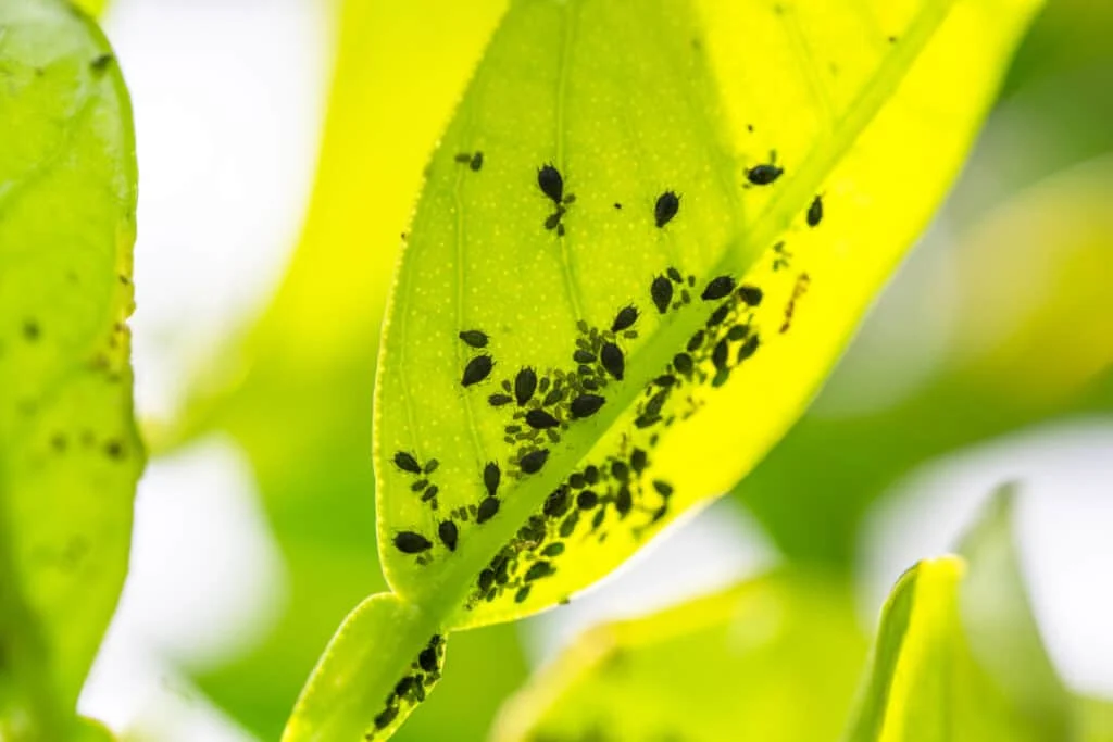 The Complete Guide To Aphid Control: Effective Ways To Get Rid Of 