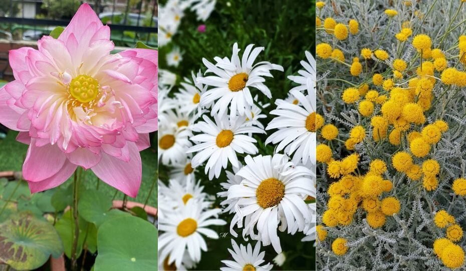 21 Lovely Flowers That Start with the Letter L