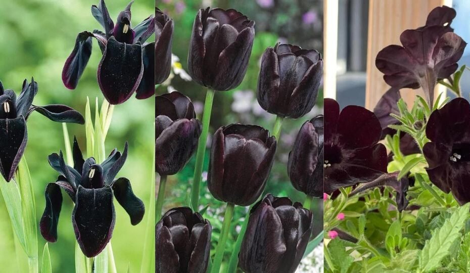 29 Black Flowers Name & Specifications