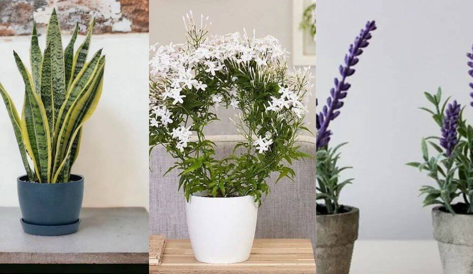 5 House Plants That Can Improve Your Sleep
