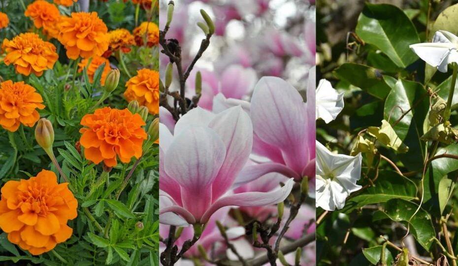 8. Flowers that Start with M: A Colorful and Diverse Exploration
