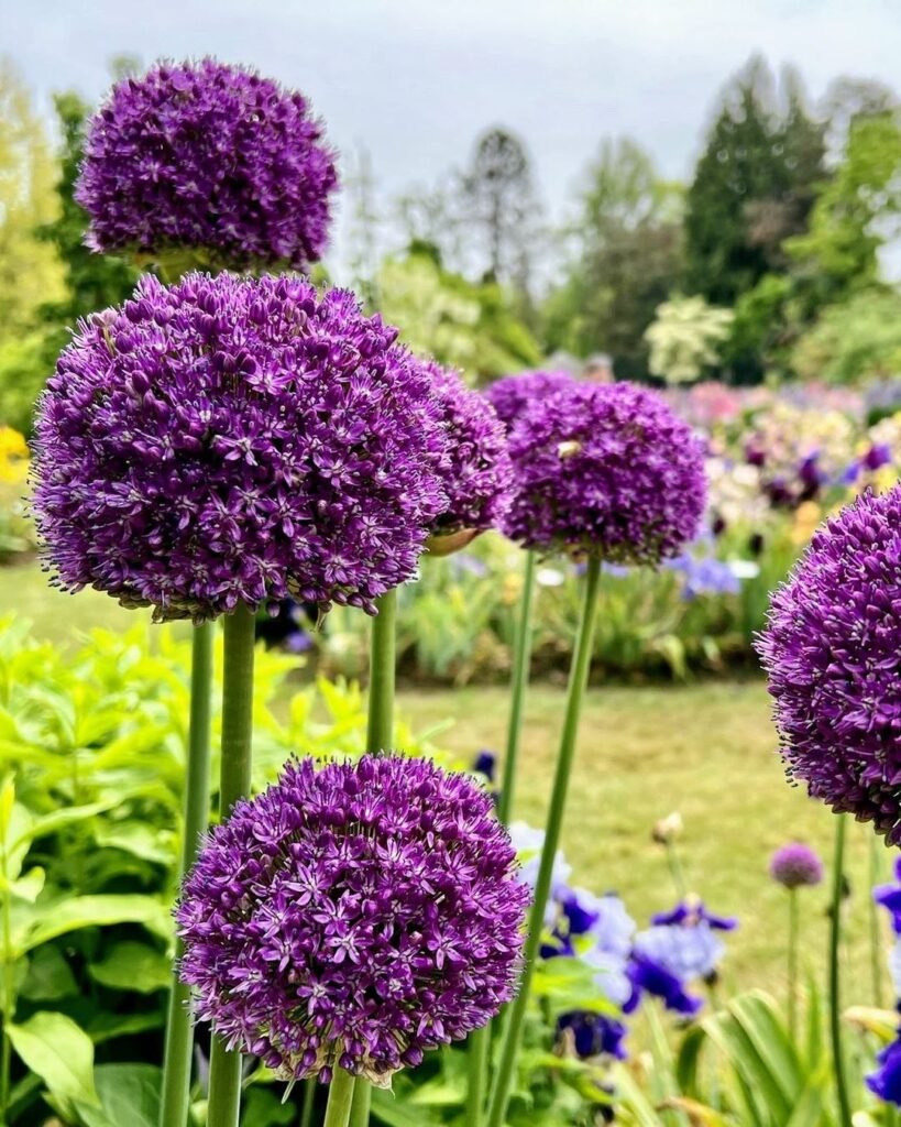 Alliums-819x1024 14 Bulbs To Plant This Fall For Beautiful Blooms Next Spring