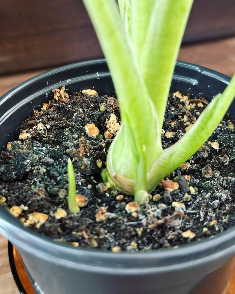 Gardening Alocasia-Frydek-Fertilizing-819x1024 How to Grow and Care for Alocasia Frydek