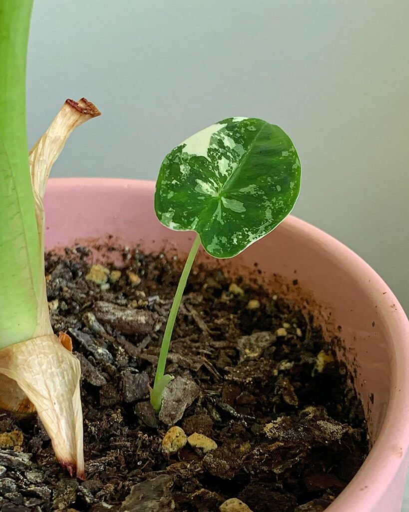Gardening Alocasia-Frydek-Soil-and-Planting-819x1024 How to Grow and Care for Alocasia Frydek