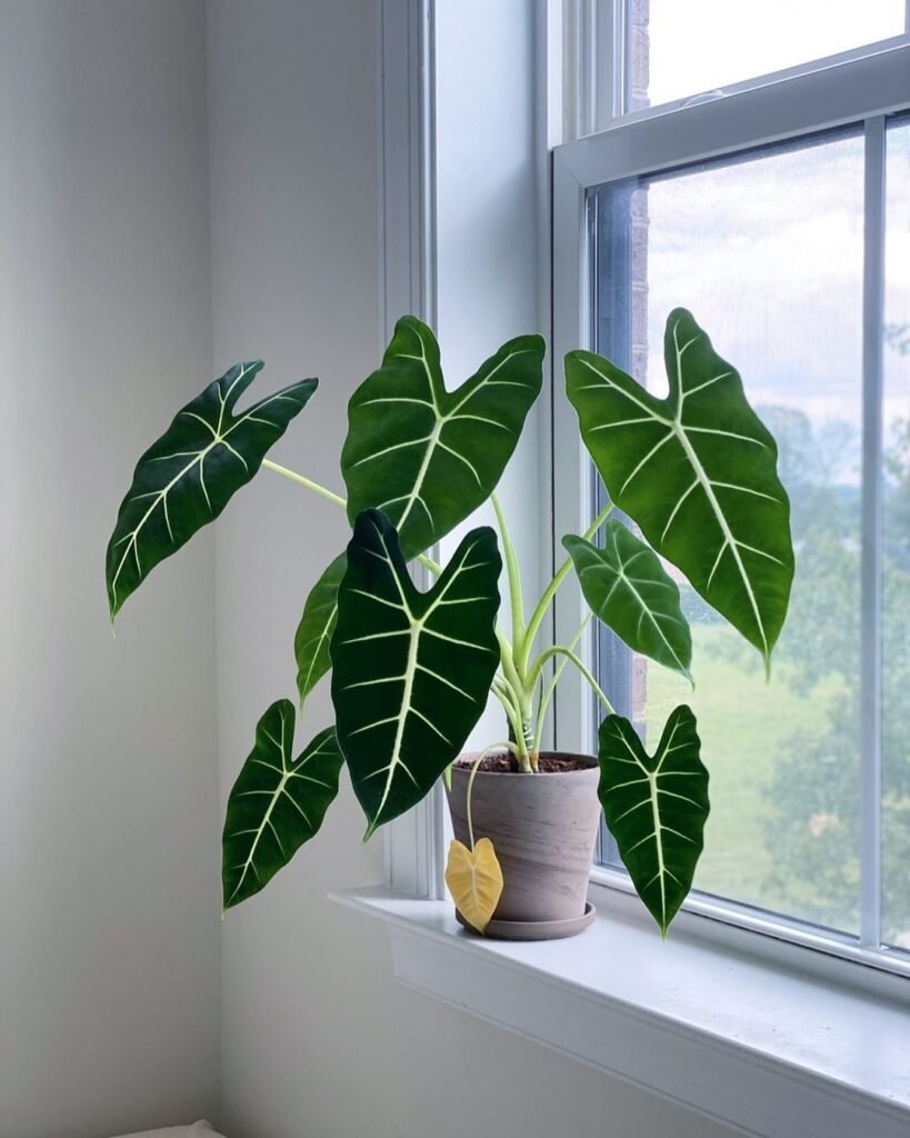 Gardening Alocasia-Frydek-Temperature-and-Humidity-819x1024 How to Grow and Care for Alocasia Frydek