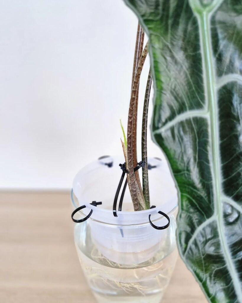 Gardening Alocasia-Frydek-Watering-Needs-819x1024 How to Grow and Care for Alocasia Frydek