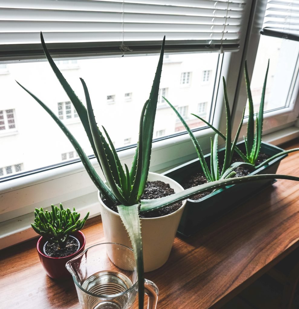 Gardening Aloe-Vera-k 15 Of The Best Plants To Grow In Your Kitchen