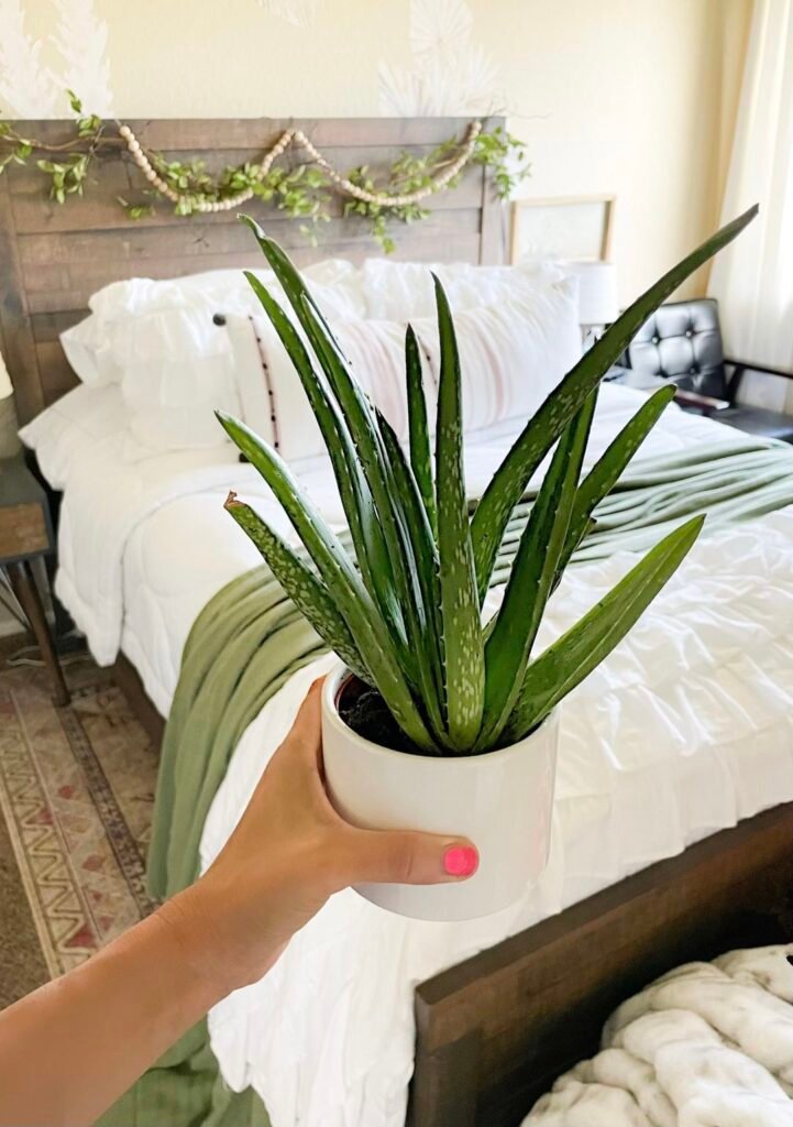 Gardening Aloe-Veram-721x1024 The 18 Best Plants For Bedrooms