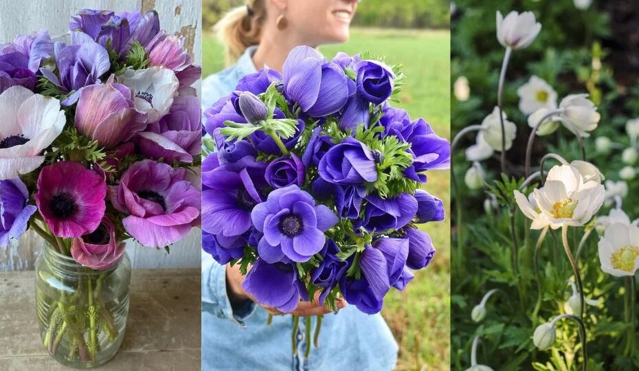 Anemone Flowers