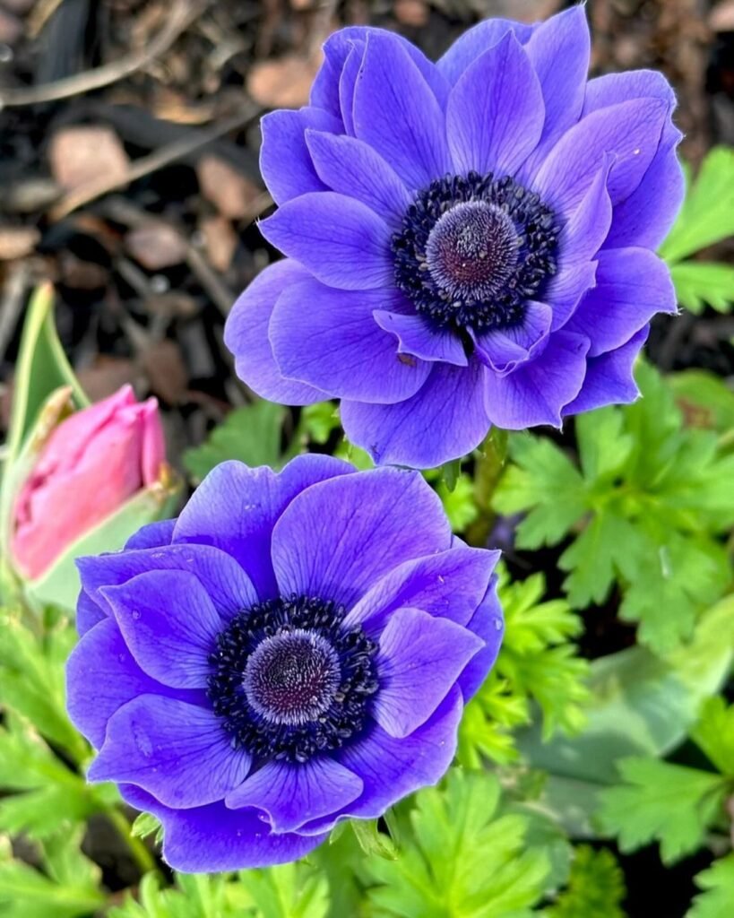 Anemones-819x1024 14 Bulbs To Plant This Fall For Beautiful Blooms Next Spring