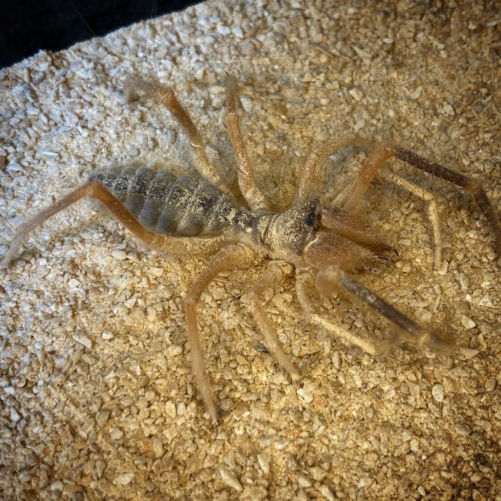 Appearance-and-Size-1024x1024 Camel Spiders (Solifugids): Facts, Myths, and Tips for Dealing with These Unique Arachnids
