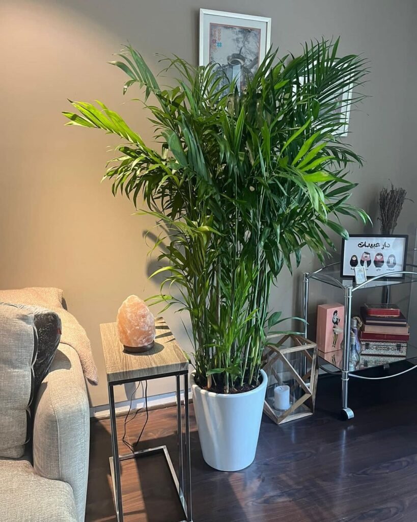 Gardening Bamboo-Palm-819x1024 The 18 Best Plants For Bedrooms