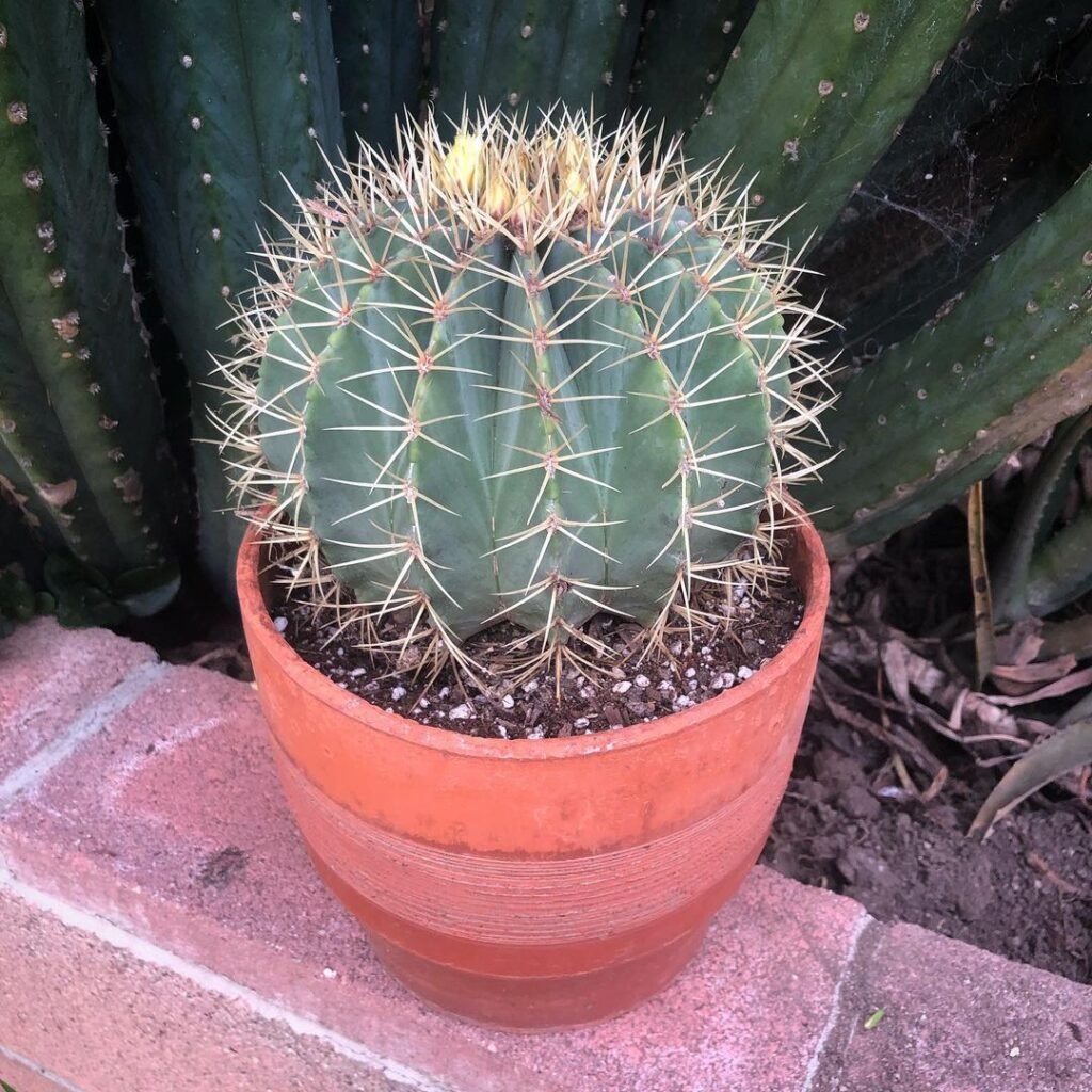 Barrel-Cactus-Ferocactus-2-1024x1024 31 Stunning Cactus Varieties to Liven Up Your Home
