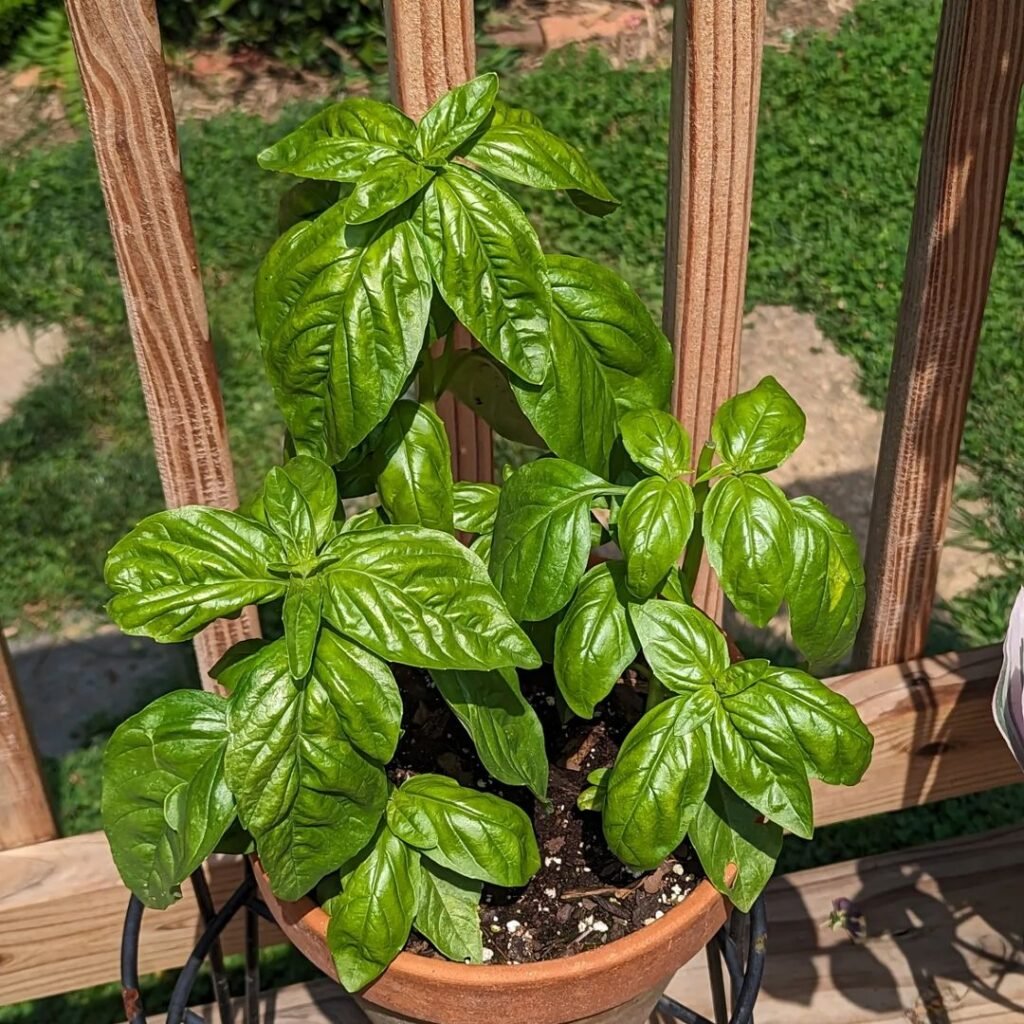 Basil-1-1024x1024 The 7 Best Companion Plants for Peppers