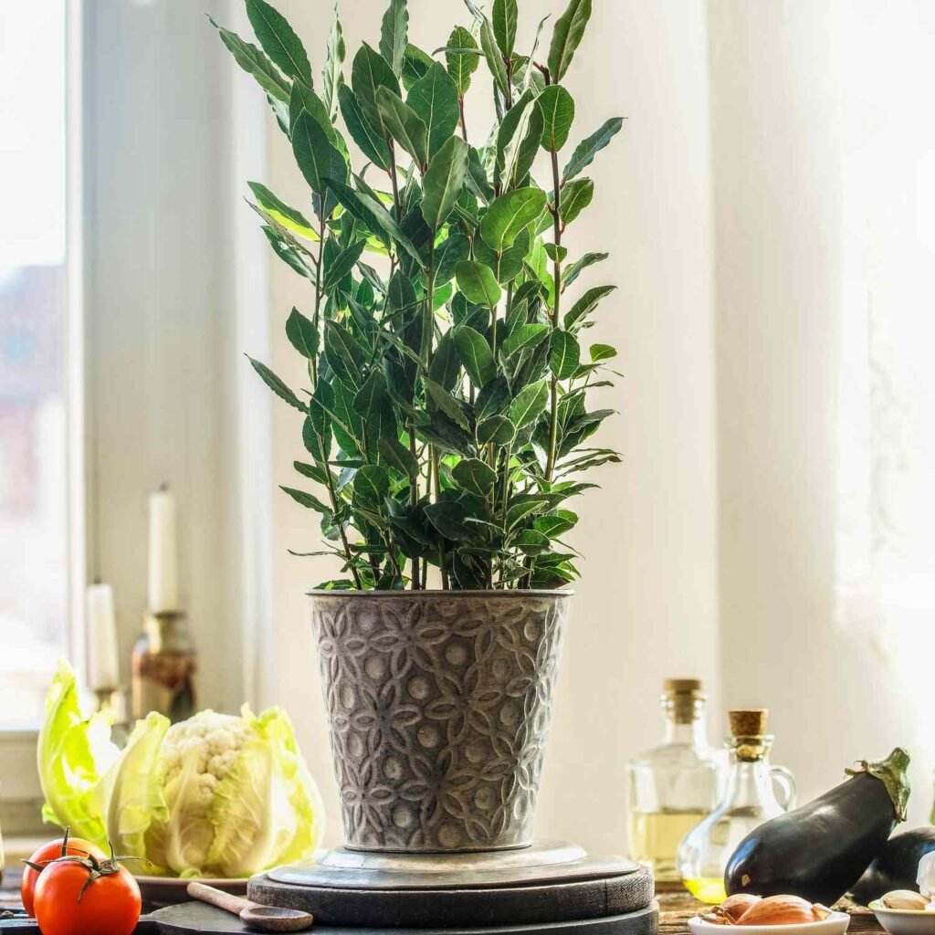 Gardening Bay-Laurel-1024x1024 15 Of The Best Plants To Grow In Your Kitchen