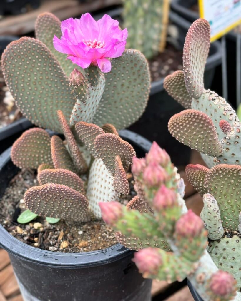 Beavertail-Cactus-Opuntia-basilaris-819x1024 31 Stunning Cactus Varieties to Liven Up Your Home