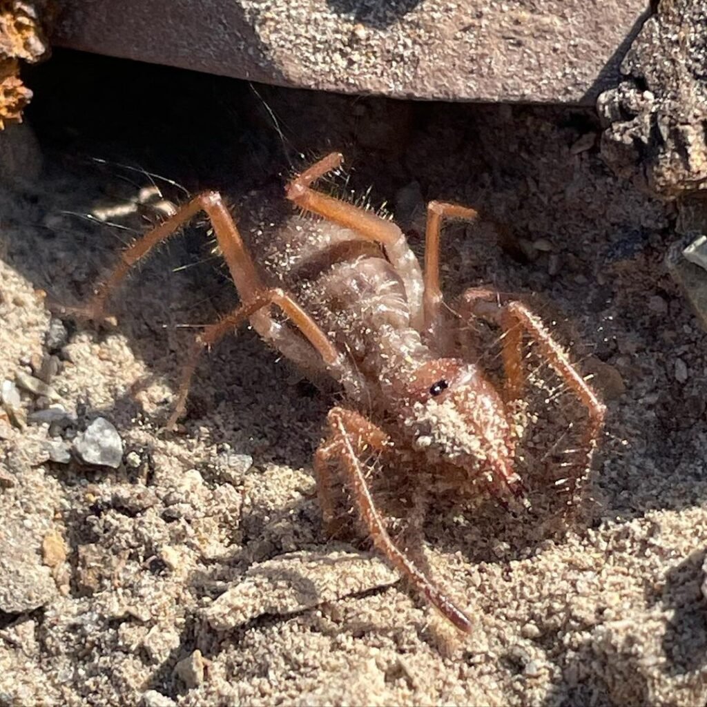 Behavior-and-Habitat-1024x1024 Camel Spiders (Solifugids): Facts, Myths, and Tips for Dealing with These Unique Arachnids