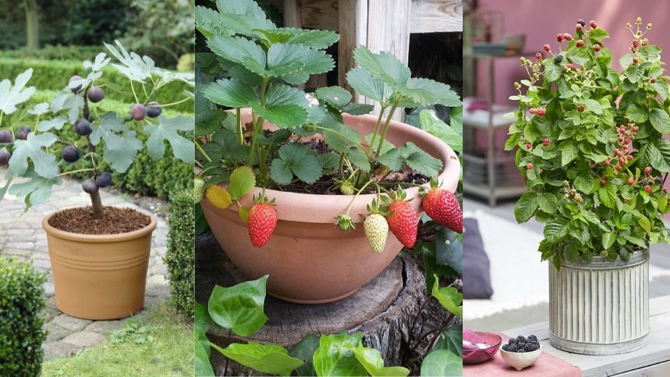 The 14 Best Fruits To Grow In Containers