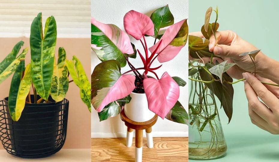 Best Variegated Philodendrons: Colorful Varieties to Brighten Your Home