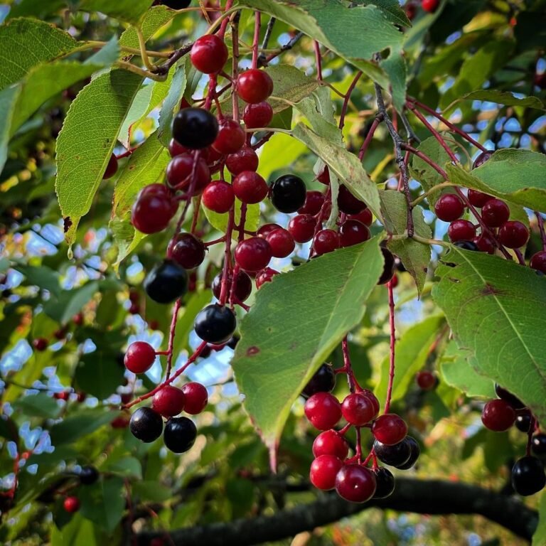 The Black Cherry Tree: A Comprehensive Guide To Growing.