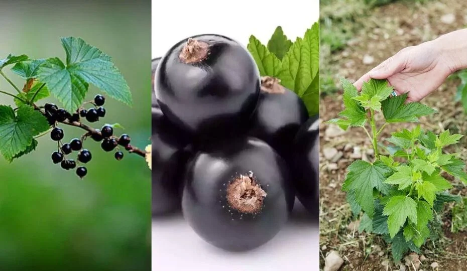 Black Currant: A Comprehensive Guide