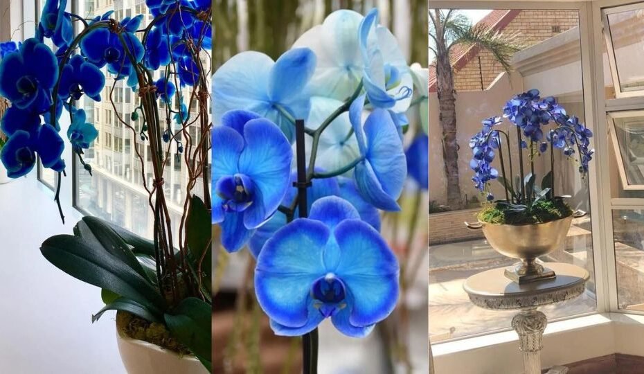 Blue Orchids: Real and Fake – All Your Questions Answered