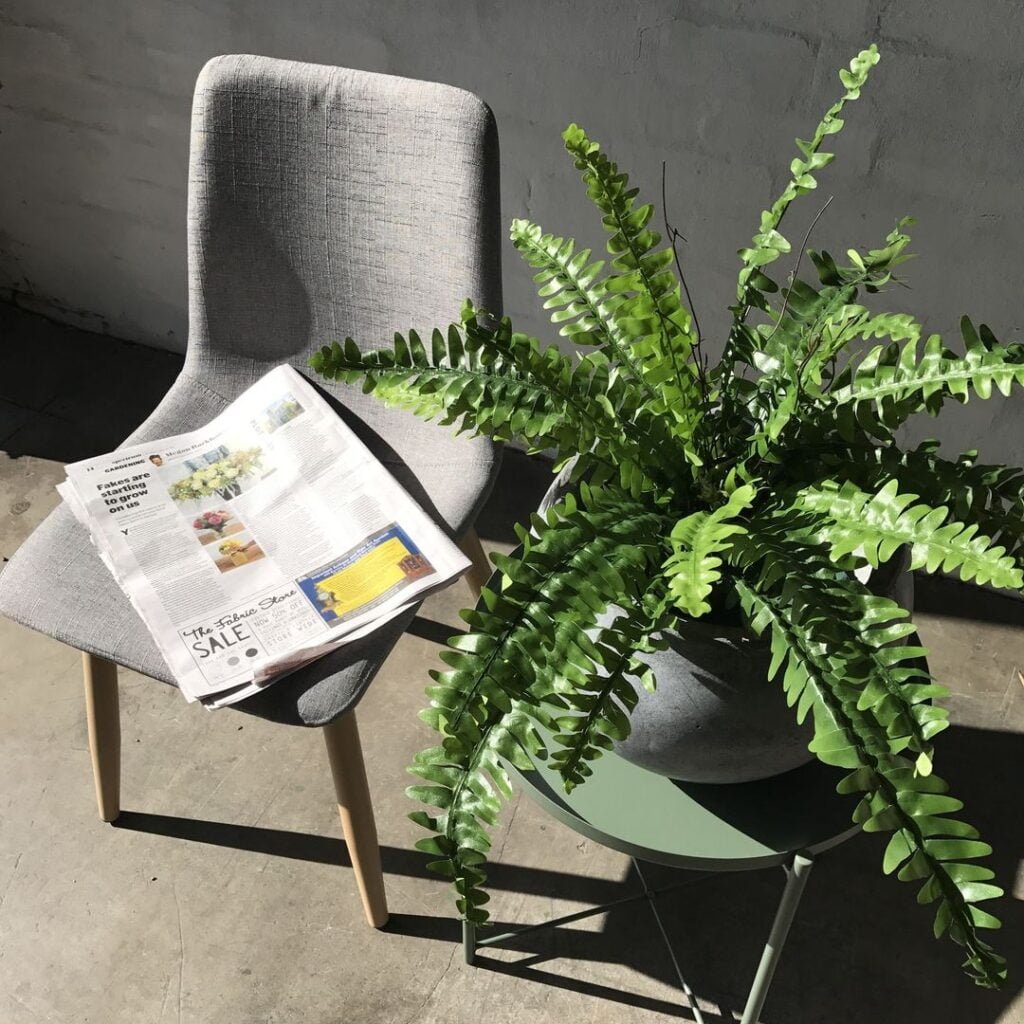 Gardening Boston-Fern-1024x1024 The 18 Best Plants For Bedrooms