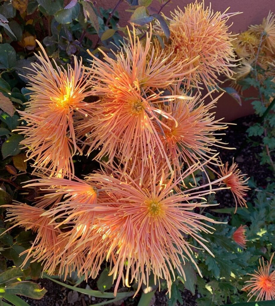 Bronze-Spider-Mum-Chrysanthemum-×-morifolium-Bronze-Spider-920x1024 How to Grow and Care for Spider Mums