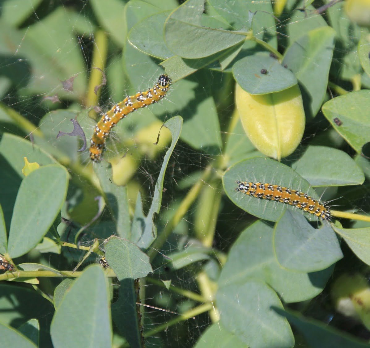 Gardening Broom-Plants-Common-Issues-and-Troubleshooting How to Grow and Care for Broom Plants