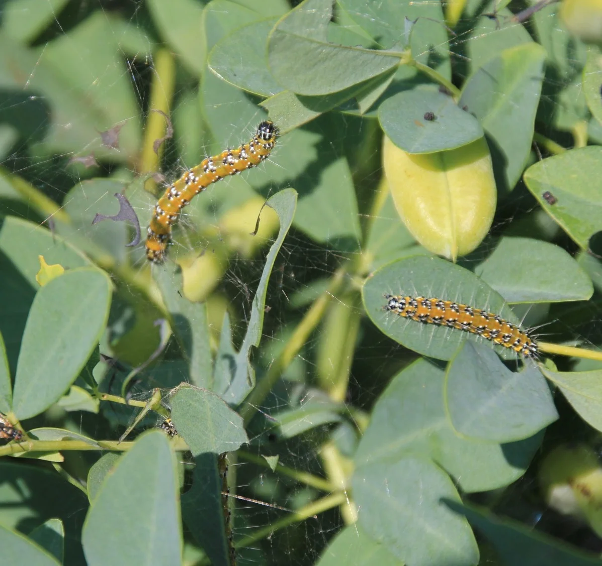 Gardening Broom-Plants-Common-Issues-and-Troubleshooting How to Grow and Care for Broom Plants