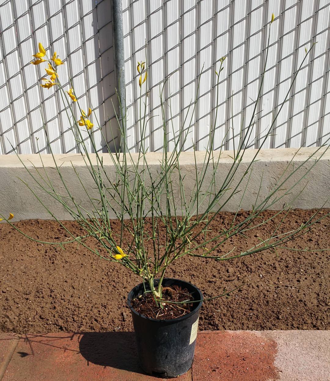 Gardening Broom-Plants-Planting-and-Location How to Grow and Care for Broom Plants