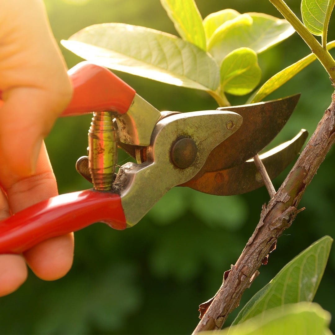 Gardening How to Grow and Care for Broom Plants