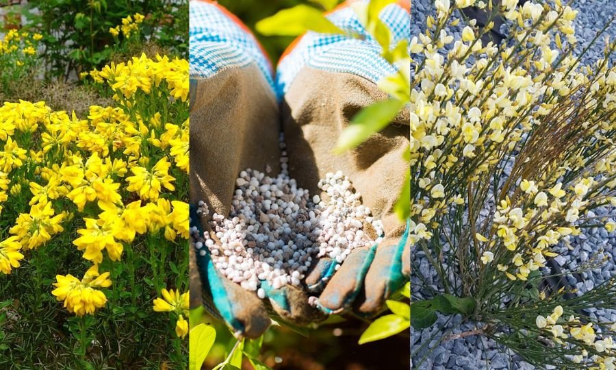 How to Grow and Care for Broom Plants