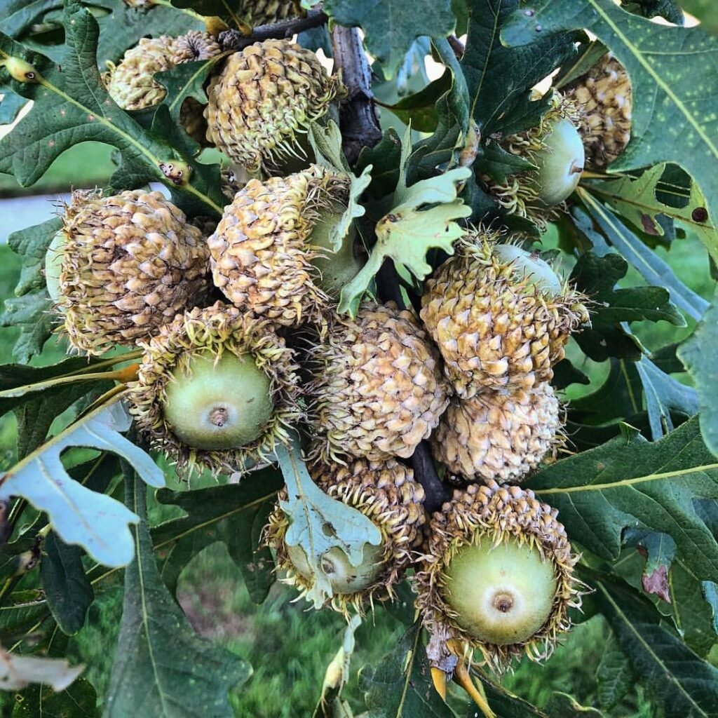 Discover the Majestic White Oak Tree : A Comprehensive Guide - Gardener ...