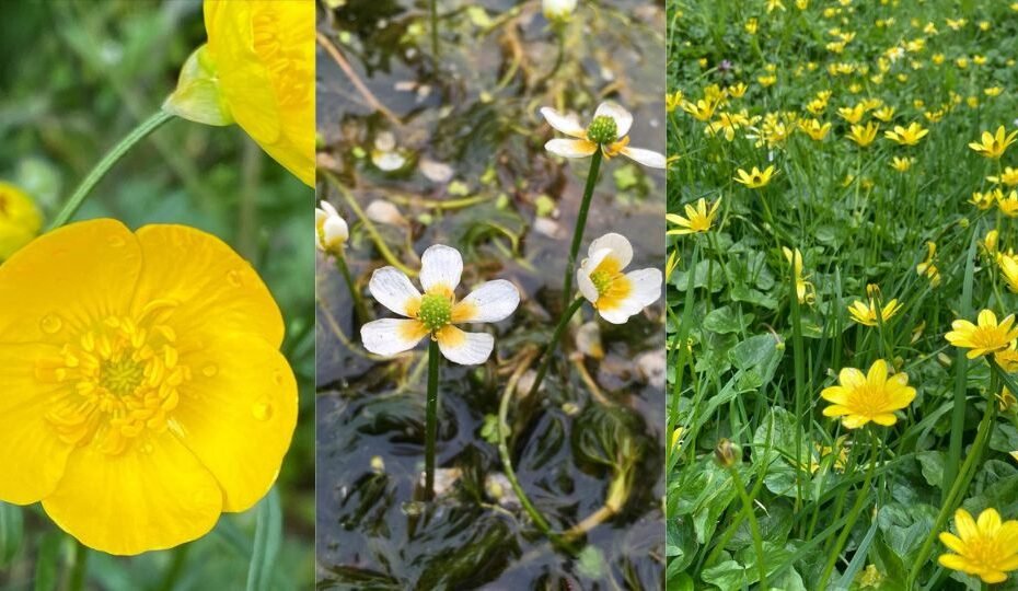 Buttercup Flowers: Discovering Their Simple Charm