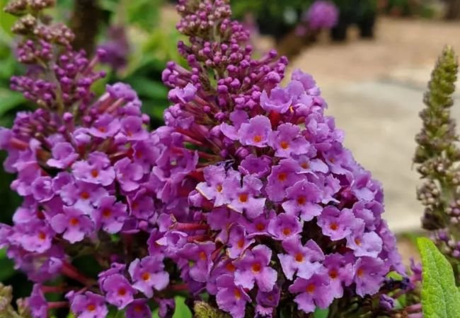 Butterfly Bush Care