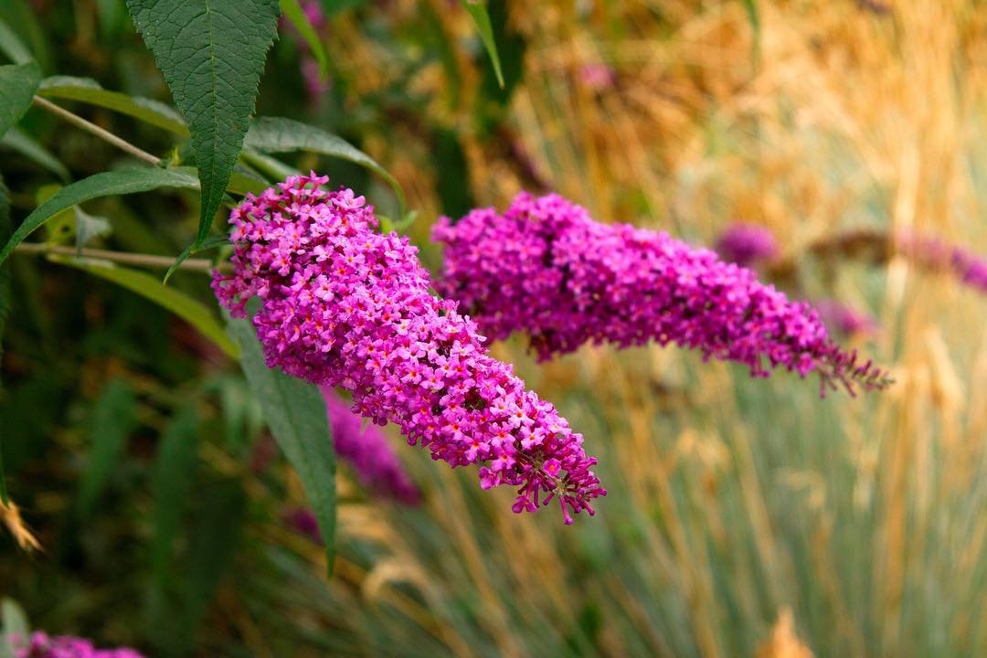 Butterfly-Bush Butterfly Bush Care Guide: How to Plant, Grow, and Maintain Buddleia
