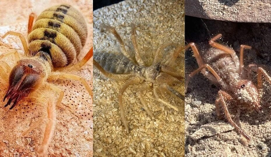 Camel Spiders (Solifugids): Facts, Myths, and Tips for Dealing with These Unique Arachnids